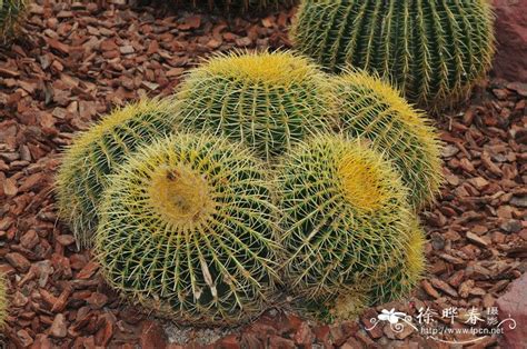 狂刺金琥|狂刺金琥 Echinocactus grusonii var. intertextus ...